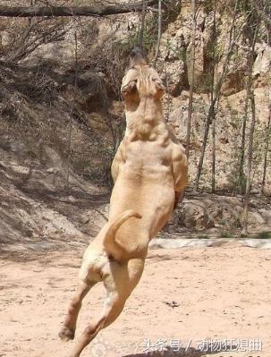 又帅又霸气的猛犬,猛犬长大后有多霸气