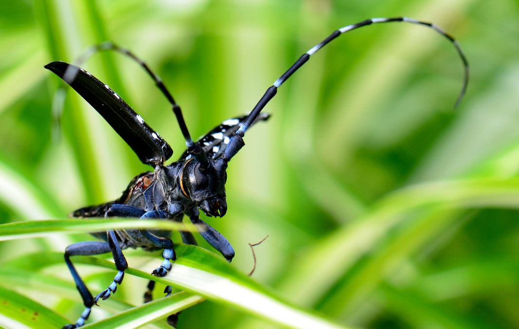 农村常吃的十种虫子,小时候常吃的八种虫子