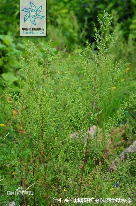 二月茵陈四月蒿包括艾蒿吗,茵陈蒿和青蒿图片