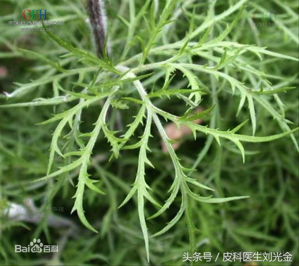 二月茵陈四月蒿包括艾蒿吗,茵陈蒿和青蒿图片