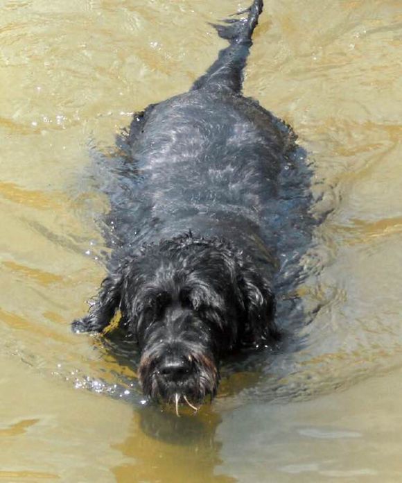 收藏狗狗的图片,收藏宠物集