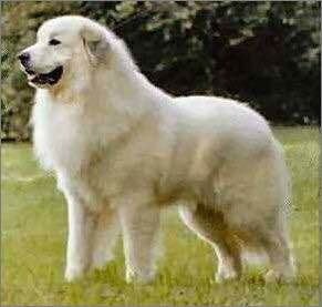 收藏狗狗的图片,收藏宠物集