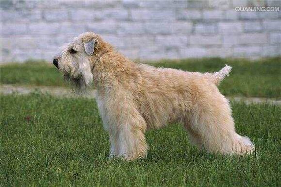 收藏狗狗的图片,收藏宠物集