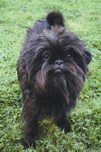 收藏狗狗的图片,收藏宠物集