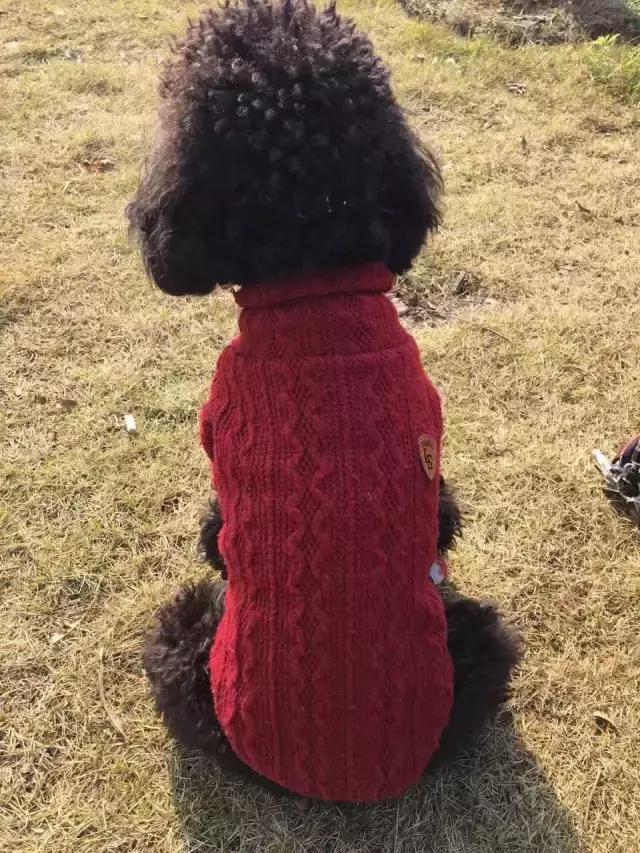 长沙宠物蜥蜴品种有哪些,别人家养的宠物蜥蜴食肉动物