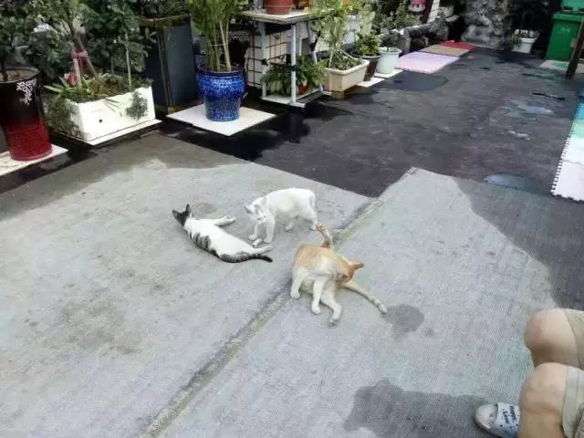 长沙宠物蜥蜴品种有哪些,别人家养的宠物蜥蜴食肉动物