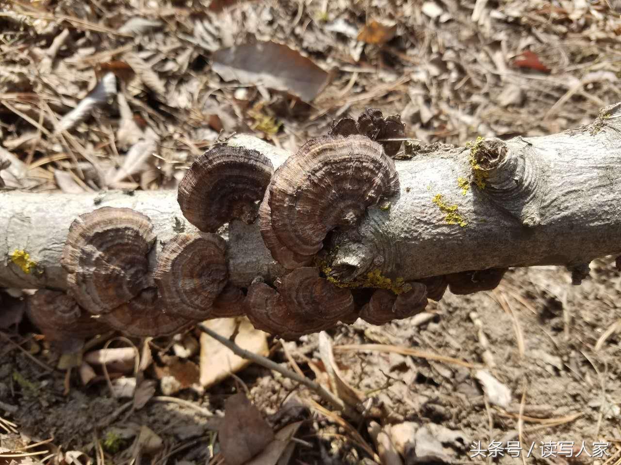 赵正禄专栏｜春天外面阳光明媚，我就去徒步