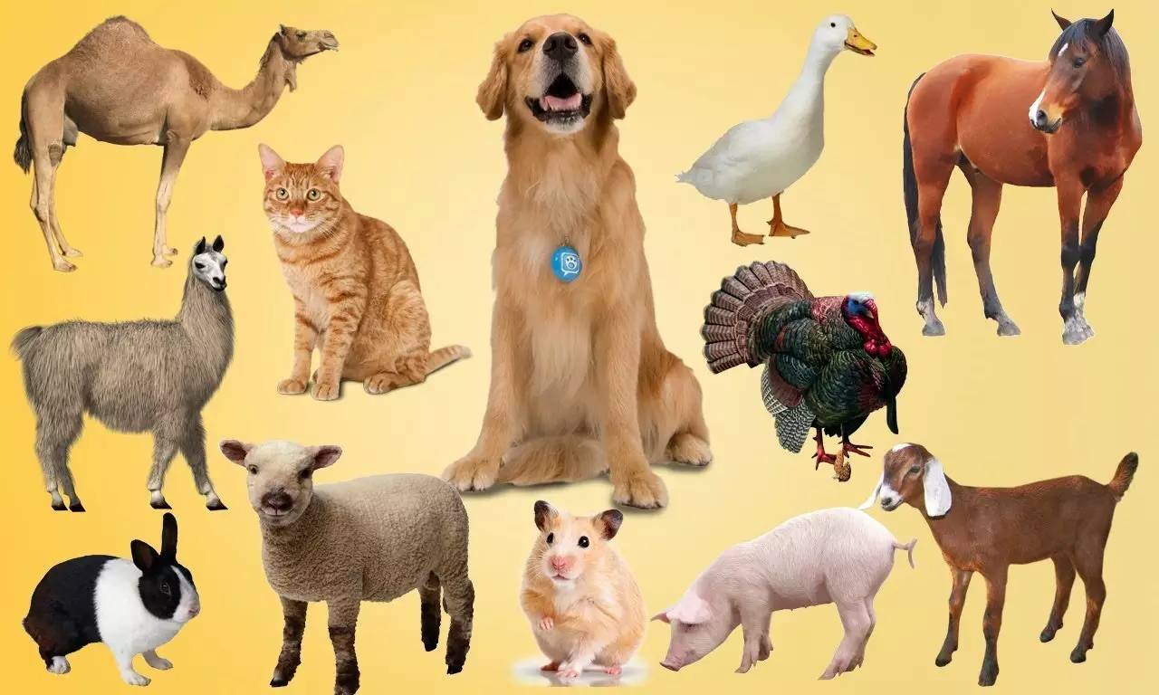 六畜是怎样起源的,六畜和人们的关系