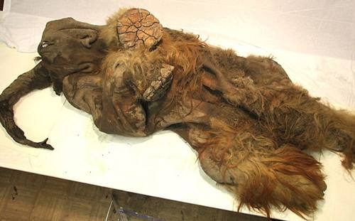 美国专家拟4至6年内复活猛犸象,科学家为何执着复活猛犸象