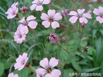 农村既能吃，又能活血通经的宝贝，你认识吗？