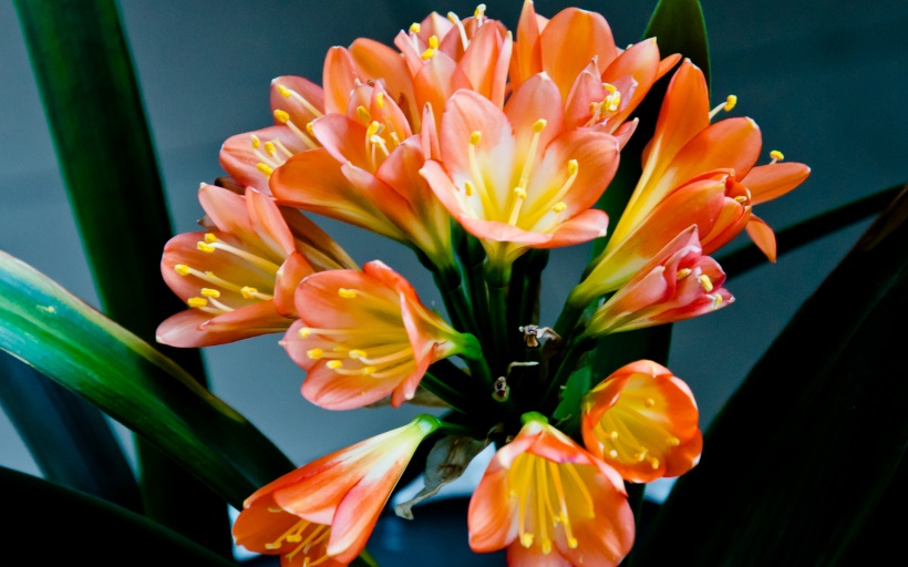 君子兰掉的小根能繁殖吗,君子兰繁殖不分盆好看吗