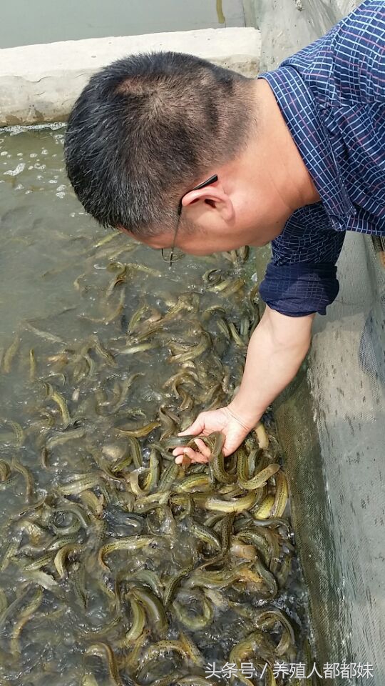 泥鳅养殖前景和价格,泥鳅现在市场价格是多少