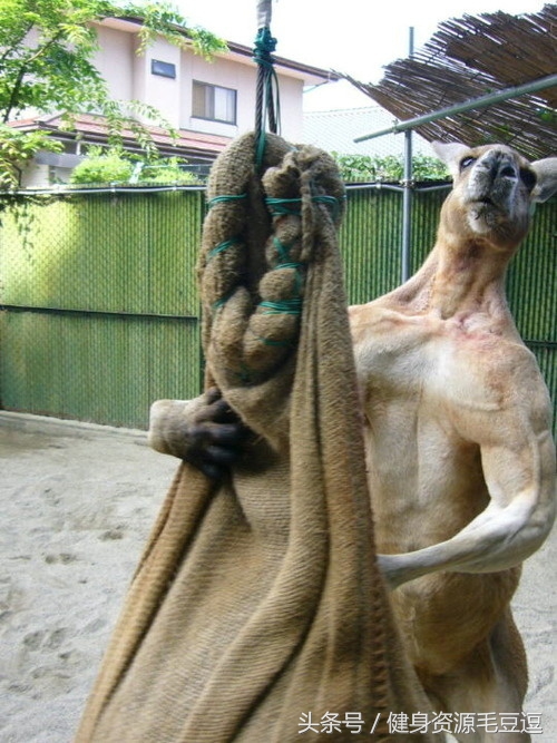 袋鼠靠什么维持平衡,袋鼠抗击能力怎么样