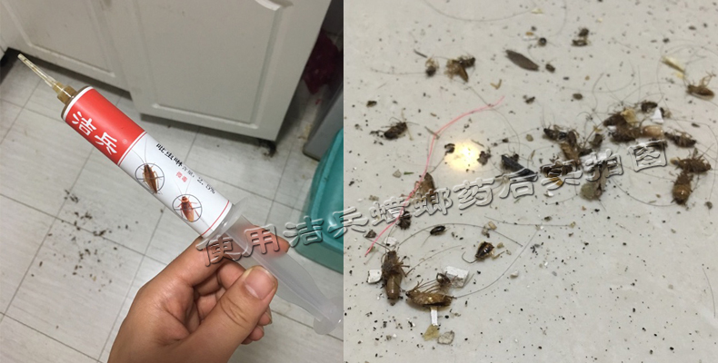 蟑螂药靠气味消灭蟑螂吗,怎么灭蟑螂药最好最有效