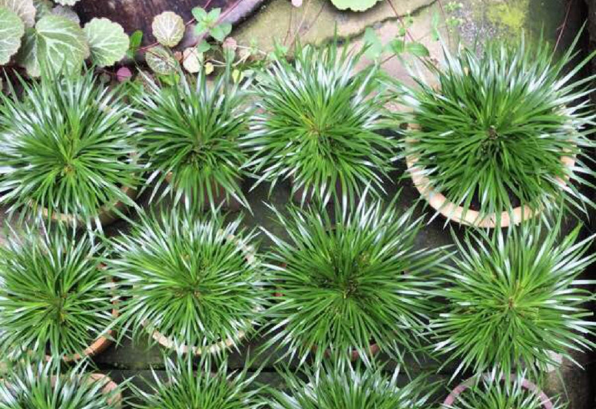 金钱菖蒲什么香味,从化金钱菖蒲