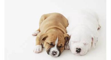 从狗狗的奇葩睡姿中判断安眠程度，你家的汪有没有中枪呢？