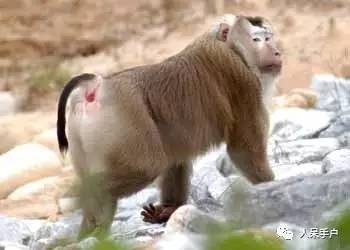 熊猫还是中国一级保护动物吗,秦金丝猴是国家一级保护动物