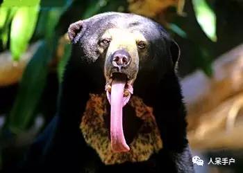 熊猫还是中国一级保护动物吗,秦金丝猴是国家一级保护动物