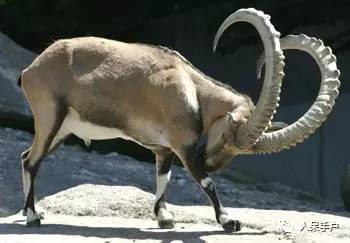 熊猫还是中国一级保护动物吗,秦金丝猴是国家一级保护动物