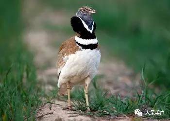 熊猫还是中国一级保护动物吗,秦金丝猴是国家一级保护动物