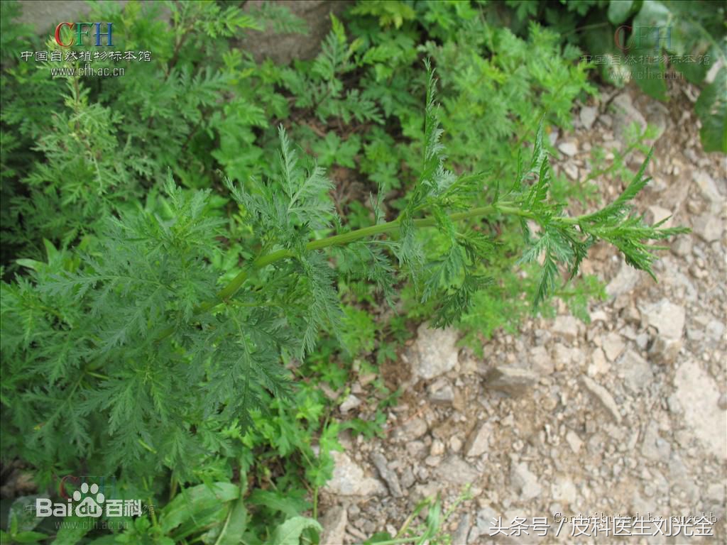 二月茵陈四月蒿包括艾蒿吗,茵陈蒿和青蒿图片