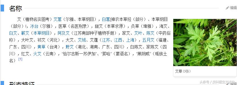 二月茵陈四月蒿包括艾蒿吗,茵陈蒿和青蒿图片