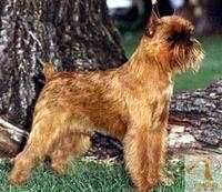 收藏狗狗的图片,收藏宠物集