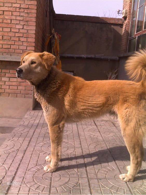 收藏狗狗的图片,收藏宠物集