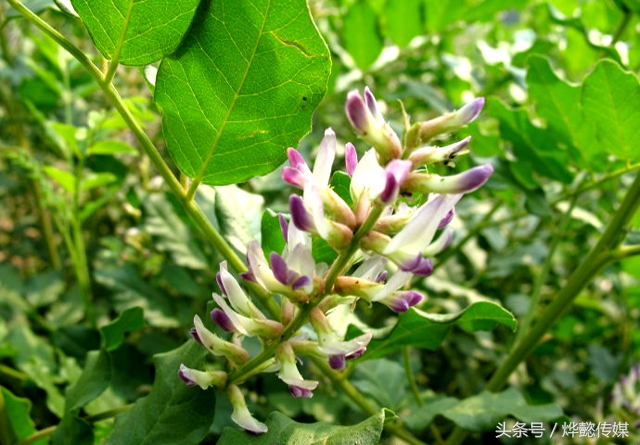 甘草十大功效,甘草泡水喝功效