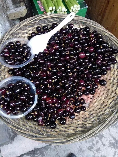 西塘景区有什么好吃的,浙江西塘附近有啥好吃的