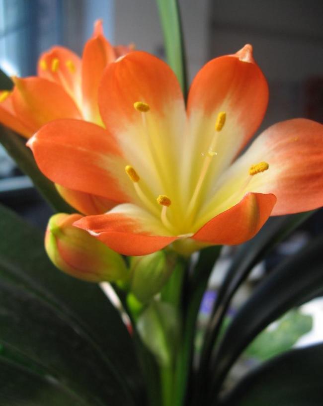 君子兰掉的小根能繁殖吗,君子兰繁殖不分盆好看吗