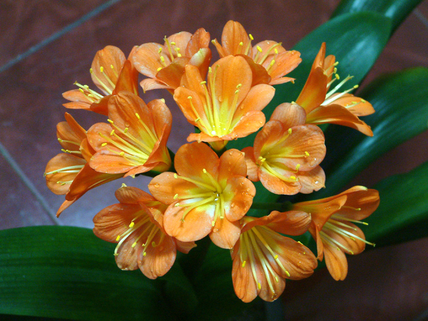 君子兰掉的小根能繁殖吗,君子兰繁殖不分盆好看吗