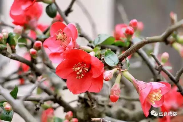 这里的春天最美丽歌词 (这里的春天最美丽)