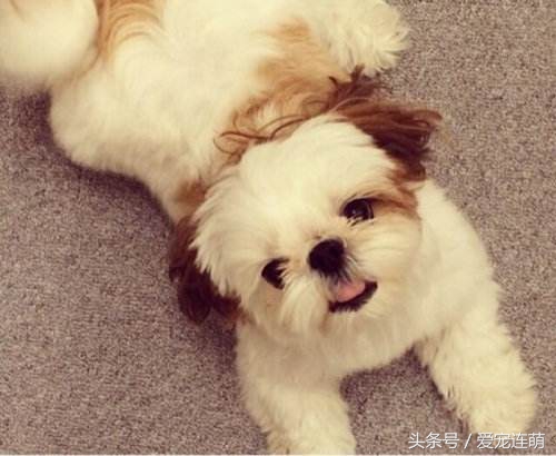 狗狗意外受孕怎么处理,狗狗备孕检查注意事项