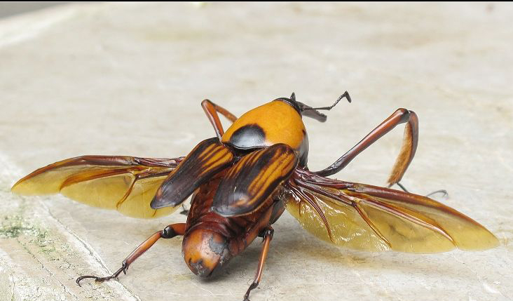 农村常吃的十种虫子,小时候常吃的八种虫子