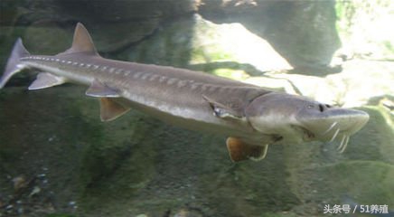 鲟鱼对养殖水指标要求,观赏鲟鱼养殖水温条件