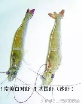 12种常见虾图解大全,给你科普一下虾的种类