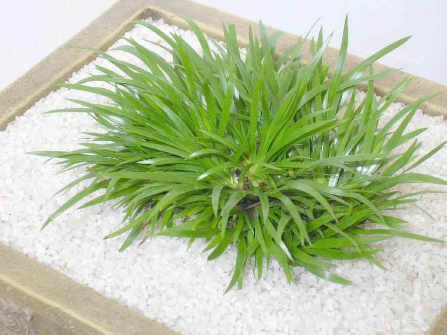 金钱菖蒲什么香味,从化金钱菖蒲