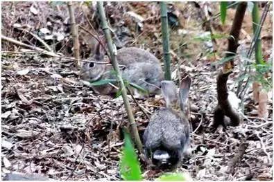 瀹炲脊鐙╃寧鏃呮父,鍥藉唴鐙╃寧涔嬫梾