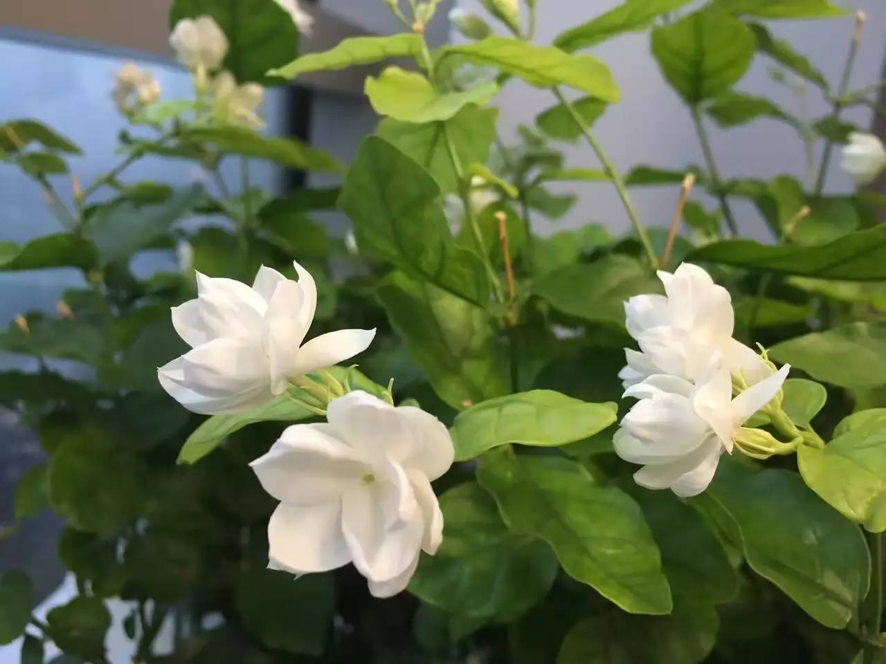 喜欢养花花草草的人好还是不好,养花花草草能给人带来什么心境