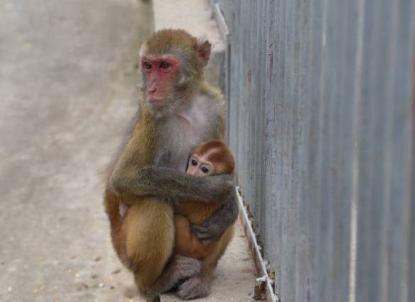 瀹炲脊鐙╃寧鏃呮父,鍥藉唴鐙╃寧涔嬫梾