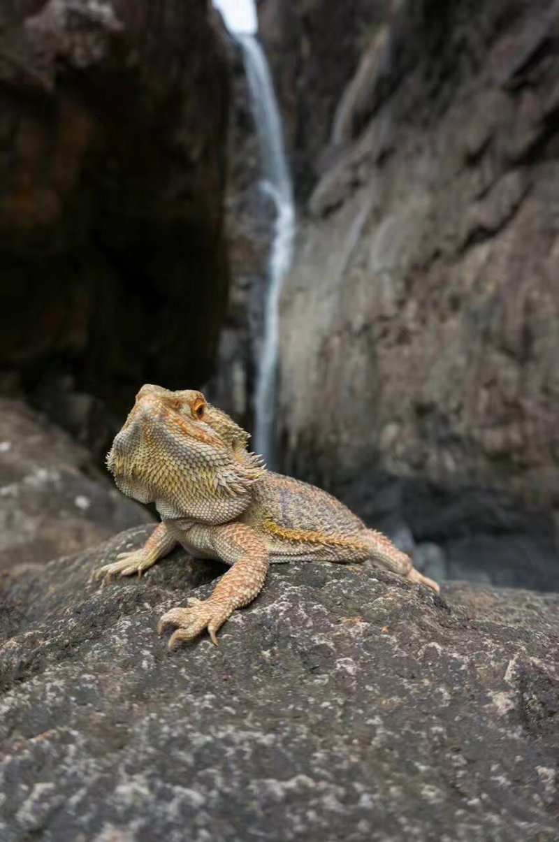 战斗民族精灵Nicker：生活不止魔兽，还有诗和远方！