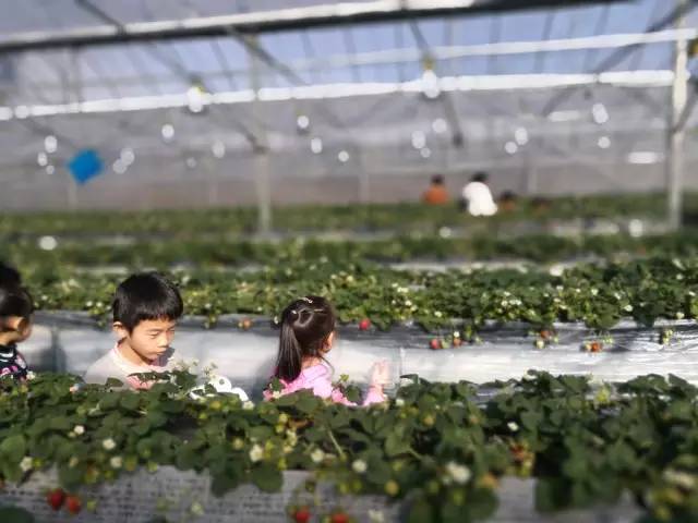 余杭最好吃的草莓,全国精品草莓金奖