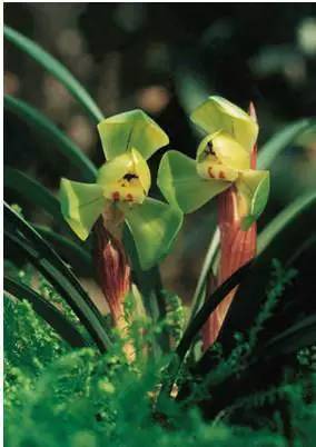 兰花资料卡,兰花资料简介