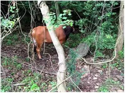 瀹炲脊鐙╃寧鏃呮父,鍥藉唴鐙╃寧涔嬫梾