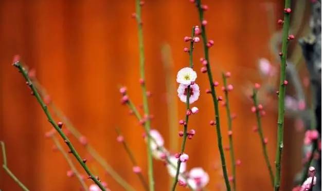 苏州园区赏梅攻略,何时去苏州赏梅最佳