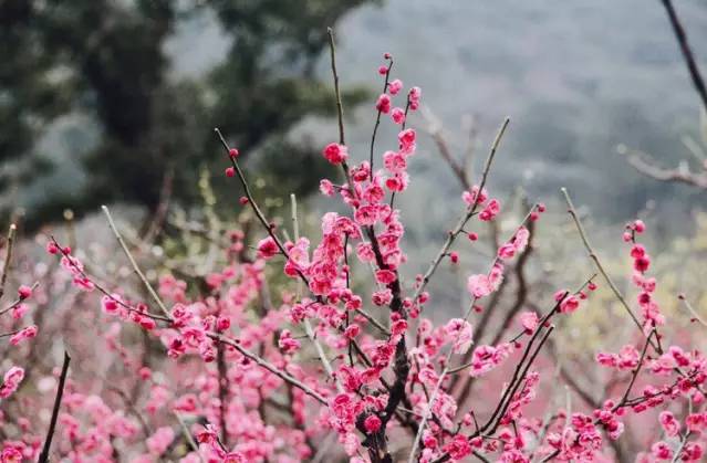 苏州园区赏梅攻略,何时去苏州赏梅最佳