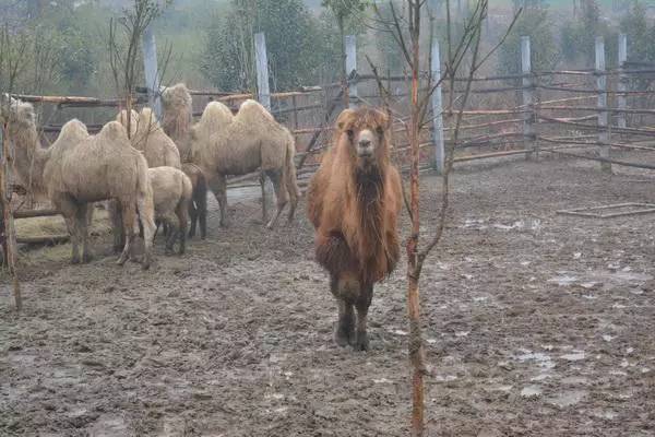 瀹炲脊鐙╃寧鏃呮父,鍥藉唴鐙╃寧涔嬫梾