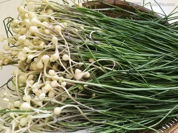 别错过五种常见野菜好吃又营养,春天有什么野菜有药用价值