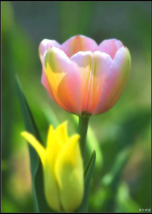 郁金香花卉摆放,郁金香花卉基地